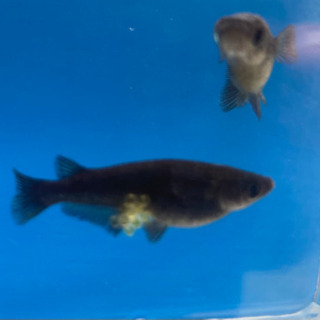 【お値打ち】25個+α オロチメダカの卵 高級メダカに挑戦してみ...