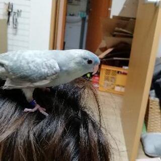 【サザナミインコ】コバルトスパングル