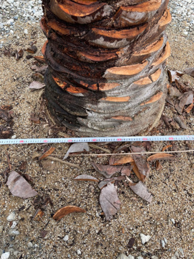 ココスヤシ 幹高1.5m 全長3.5m 幹60cm 引取希望