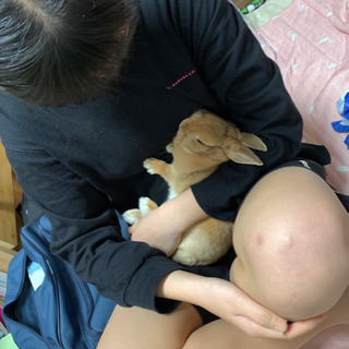 ウサギの里親さん募集中 − 鹿児島県