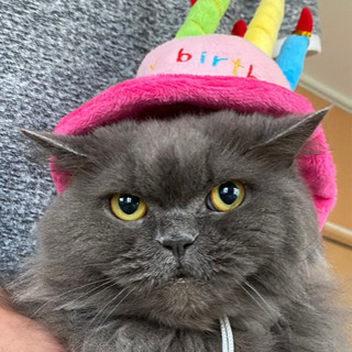 犬　猫　ペット　帽子　バースデーハット　happy birthday
