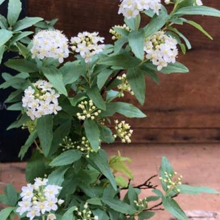 中古コデマリが無料 格安で買える ジモティー