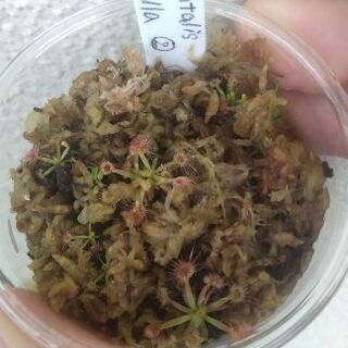 食虫植物ピグミードロセラ オキシデンタリスxプルチェラ交配種②¥500