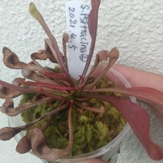 食虫植物サラセニアプシタシナ②¥500