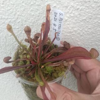 食虫植物サラセニアプシタシナ①¥500