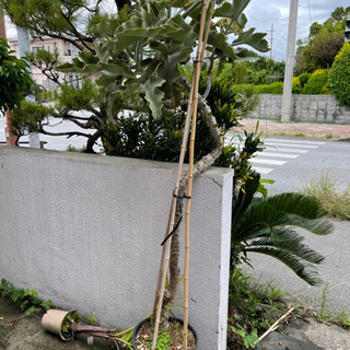 【ネット決済】カランコエFelt bush