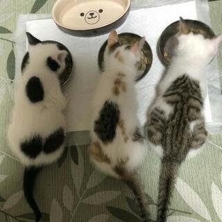 元気いっぱい可愛い子猫♥3ヶ月