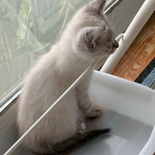 【里親様決定★】生後1ヶ月少しの白MIX｢ヨウちゃん｣♣︎ - 猫