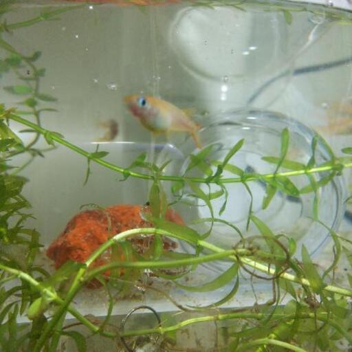 Mixメダカ10匹 稚魚や有精卵も可 こじろう 花小金井のその他の中古あげます 譲ります ジモティーで不用品の処分