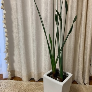 ストレチア　ノンリーフ　観葉植物