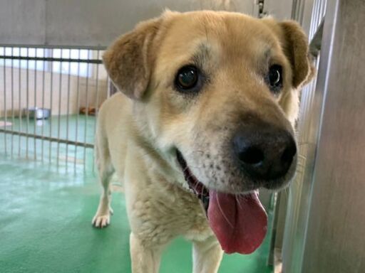 垂れ耳の可愛い人懐こい男の子です新しい家族を探しています Riri Ann 大村のその他の里親募集 ジモティー