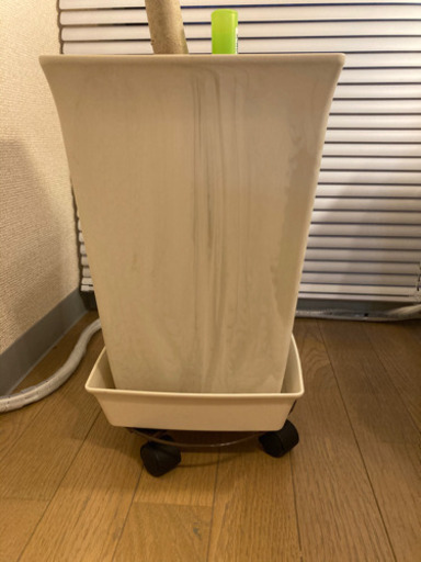 購入者が決定しました。ありがとうございました。フィカスウンベラータ　約180センチ　大型　観葉植物　ゴムの木　剪定したばかり