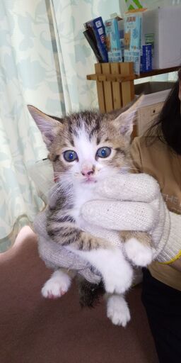 生後１か月程度の可愛い子猫の兄弟 ５匹 Ykt 甲南の猫の里親募集 ジモティー