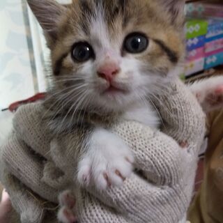 生後１か月程度の可愛い子猫の兄弟 ５匹 Ykt 甲南の猫の里親募集 ジモティー