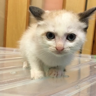 生後2ヶ月弱のシャム系、ぶち模様の子猫ちゃん − 高知県