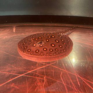 ダイヤモンドポルカ 雌 約20cm 淡水エイ