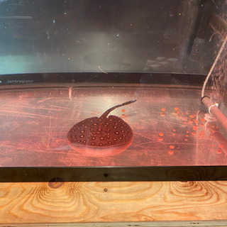 ダイヤモンドポルカ 雌 約20cm 淡水エイ 【公式通販】