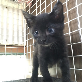 生後3ヶ月　黒猫のクマちゃん