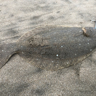 釣り仲間募集中！特にサーフや堤防のルアーフィッシング！