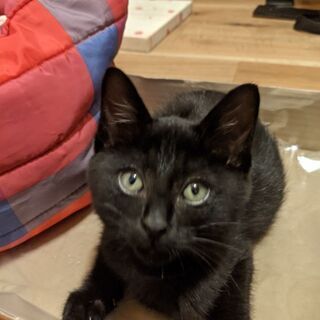猫の里親募集 ジモティー