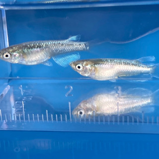 燐光1ペアー、松井ヒレ長1ペアー、緑光1ペアーの若魚になります。