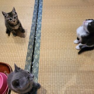 保護猫カフェ Smile To Heart のneconowaサポーターズ募集 空 東茨城のボランティアのメンバー募集 無料掲載の掲示板 ジモティー
