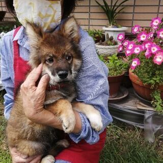 お陰様で決まりました３ヶ月ワクチン済