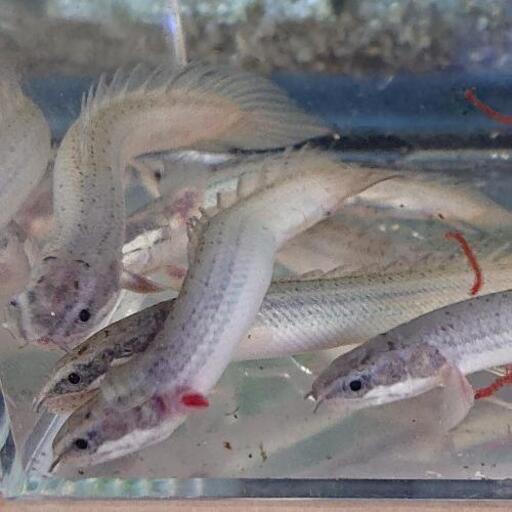 ポリプテルスセネガルス 肉食魚アクアリウム ジモティーアクア 宮之阪の家具の中古あげます 譲ります ジモティーで不用品の処分