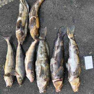 【激安カヤックの中古】★倶知安周辺で引き渡し限定★