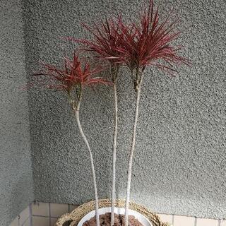 【観葉植物】ドラセナ・レインボー