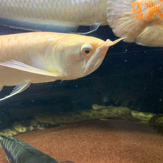 アルビノシルバーアロワナ　引き取り