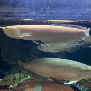 アルビノシルバーアロワナ　引き取り