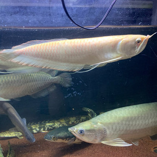 アルビノシルバーアロワナ　引き取り