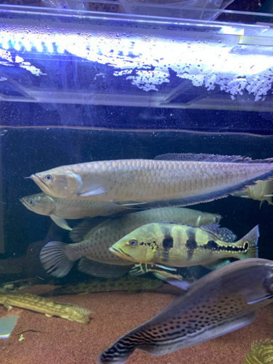 クロ代引不可 ワイルドブラックアロワナ 引き取り 公式ショップ Corma Mx クロ代引不可 ワイルドブラックアロワナ 引き取り 公式ショップ Corma Mx