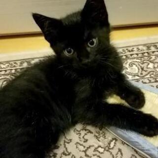 【里親決定しました】4月11日生まれの黒猫（長毛になりそうな♂）...