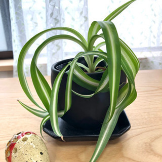 オリヅルラン ボニー　観葉植物