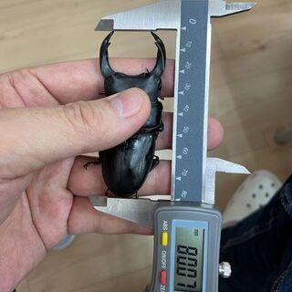 国産オオクワガタ 能勢YG 新成虫 ♂80 & ♀51 ペア