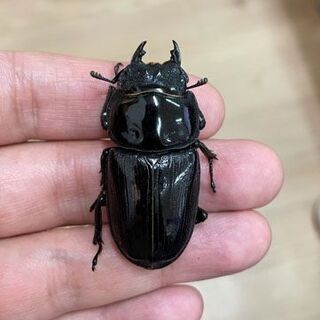 新成虫 オオクワガタ【能勢YG】♂82.8mmと♀53.2mmのペア