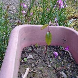 栗を育てる大きめのプラスチック植木鉢余ってませんか？