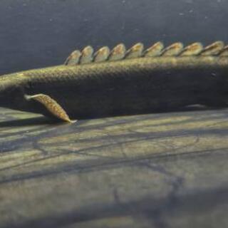 ポリプテルスビキールビキール