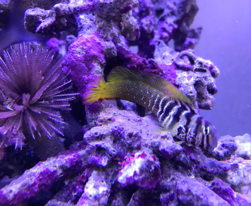 海水魚 サンゴ ナベカお譲りします その1 円蔵 横浜のその他の中古あげます 譲ります ジモティーで不用品の処分