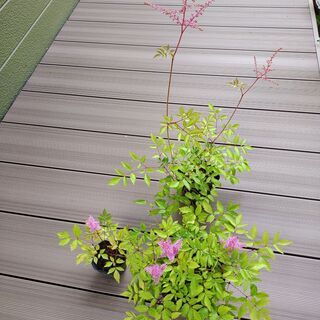 植物苗　宿根草アスチルベ　大中小ポリポット３鉢