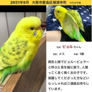 大阪府のインコ 助け合い ジモティー