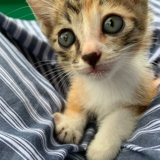 沖縄の里親募集 ジモティー