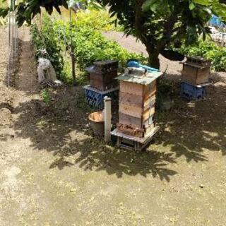 6月文蜂よかったらお譲りします