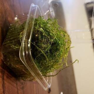 愛知県の中古ウィローモスが無料 格安で買える ジモティー