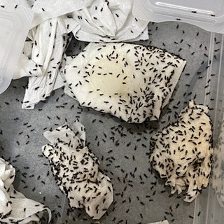 中古コオロギが無料 格安で買える 4ページ目 ジモティー