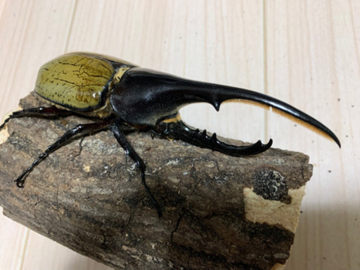 ヘラクレスオオカブト　ペア　後食済み　1