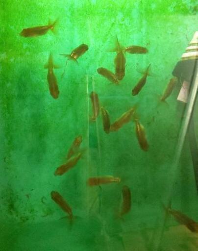 6 15まで 金魚らんちゅう青子70匹00円 趣味金ぎょちゃん 小岩のその他の中古あげます 譲ります ジモティーで不用品の処分