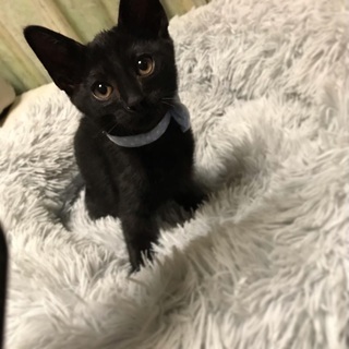 愛知県 瀬戸市の猫の里親募集 ジモティー 愛知県 瀬戸市の猫の里親募集 ジモティー